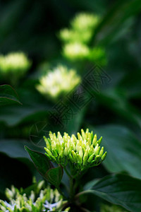 芬芳的铬白色花朵在绿色中特写垂直照片是为您的夏图片