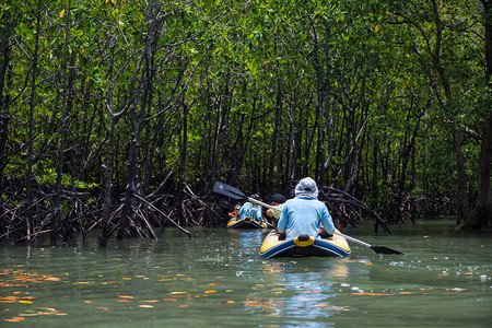 旅游者和水手独木舟前往泰国PhangNgaBay的环礁湖和红树林丛沼泽著名的游船德斯蒂纳顿destinaton在被封图片