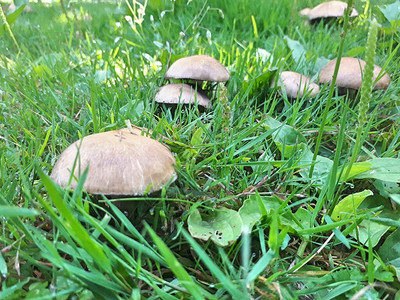 白蘑菇从草丛中冒出来图片