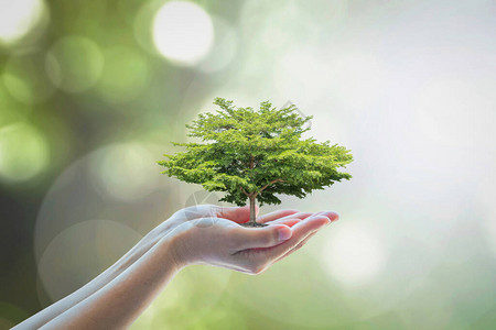种树以拯救生态可持续可持续环境和企业社会责任自然理念中的图片