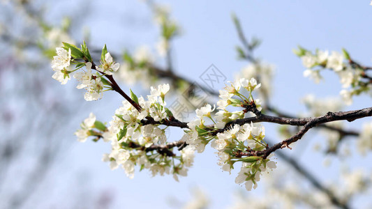 白梨花在蓝天的衬托下的特写图像图片