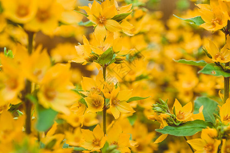 花园里的花朵是黄色的肺脏7月在俄罗图片