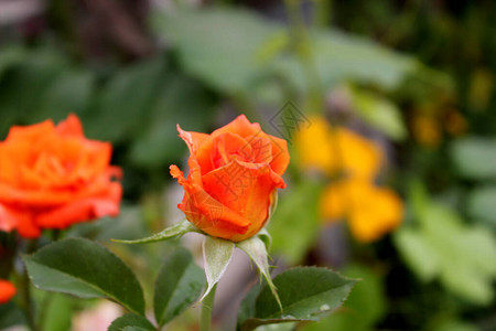 雨后美丽的玫瑰花图片
