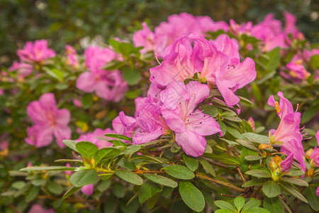 美丽的粉红色花朵rhodode图片