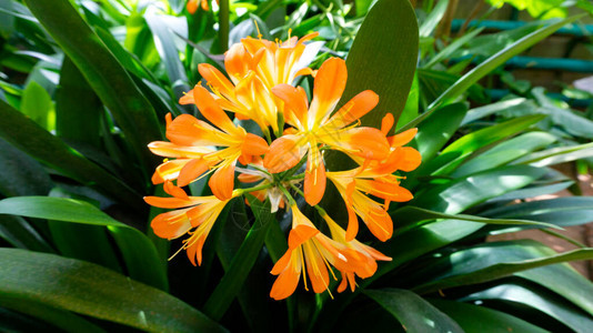 热带植物君子兰图片