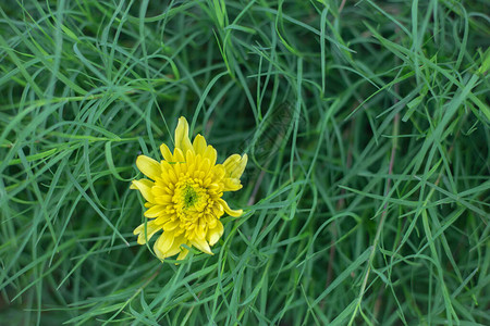 绿色背景的黄色菊花美丽的鲜图片