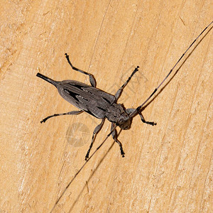 nodosus木板上的甲虫图片