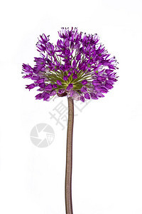 紫球在观赏切开的花长片上图片