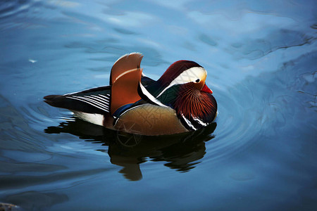 自然湖中的甜蜜动物鸟鸭照片背景