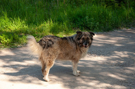大只漂亮的狗站在路上在一个阳图片