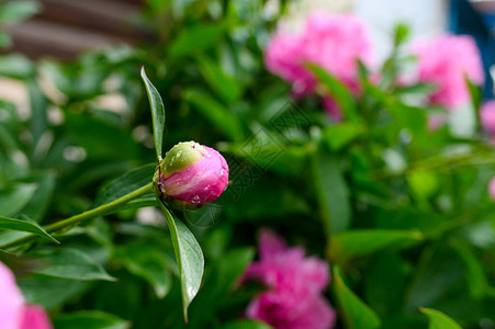夏雨过后带水滴的粉色牡丹花蕾图片
