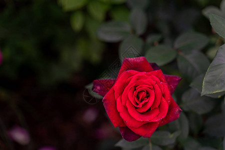 春天玫瑰的特写玫瑰绽放紫色粉红色图片