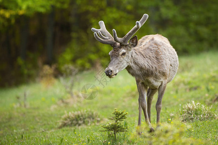 红鹿elaphus雄鹿在夏季自然的草地上从前面接近鹿角与复制空间向前走的动物图片