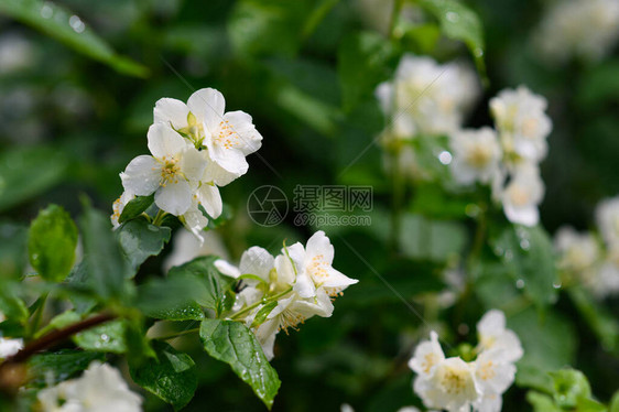 夏日雨后芬芳的茉莉花图片