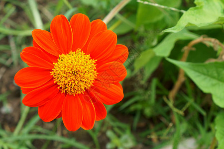 墨西哥向日葵美丽的橙色花瓣是菊科开花植物图片