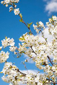 美丽的樱花树与鲜花春天的时候图片