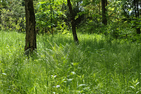 在基辅的SyretskyArboretum阳光图片