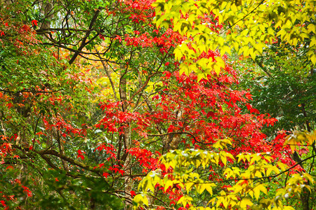 五颜六色的枫叶在初秋从浅绿色到鲜橙色和红色背景图片