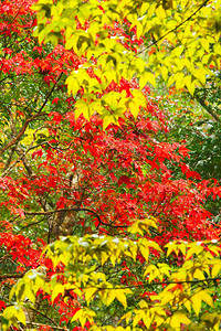五颜六色的枫叶在初秋从浅绿色到鲜橙色和红色背景图片