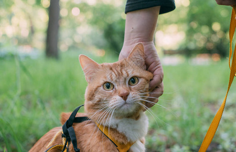 一只红猫骑着马具与主人同行一只成年猫在公园散步的画像好奇勇敢的小猫在树间图片