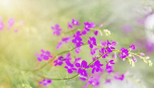 夏季背景有鲜花紫色图片