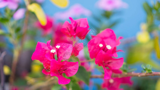 一群美丽的粉红色布吉安维尔花瓣和模糊蓝底的图片