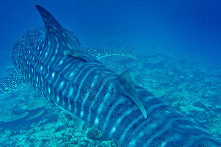 鲸鲨鱼Rhincodon打字机南阿里环礁马尔代夫图片