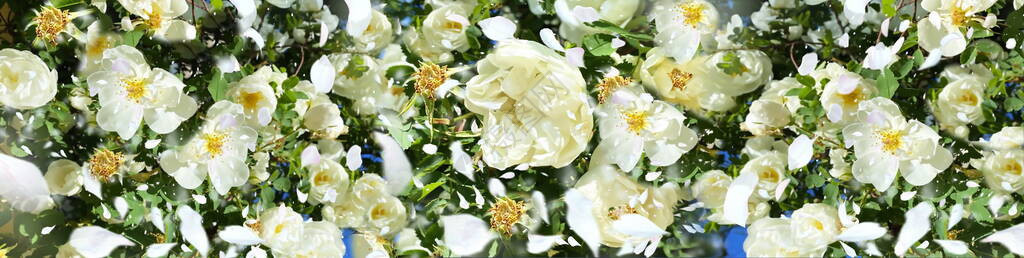 美丽的白玫瑰但和花瓣卉模板婚礼情人节贺卡图片