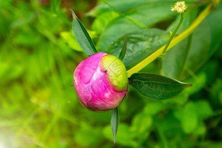 一朵粉红色牡丹的未开封嫩芽的特写镜头夏季花卉牡丹图片