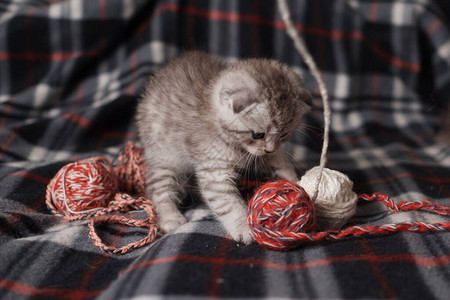 苏格兰折耳银虎斑小猫图片
