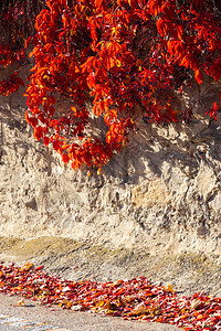 秋天有五颜六色的树叶的旧墙图片