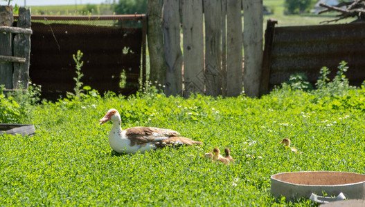 刚出生的小鸭子小鸭子和妈鸭户外在绿草背景可爱的小鸭子图片