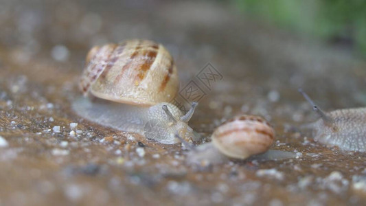 新鲜芽叶之间的蜗牛壳图片