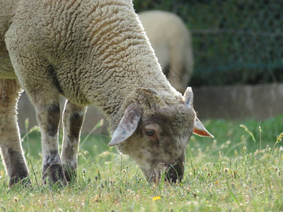 羊家畜羊毛牛奶美丽草肉图片