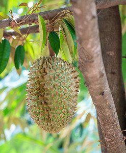 榴莲树上的榴莲榴莲是泰国的水果之王亚图片