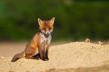 少年红狐狸狐狸幼崽在夏季坐在巢穴附近的沙子上图片