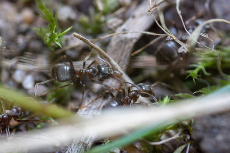 筑巢的蚂蚁垤蚂蚁图片