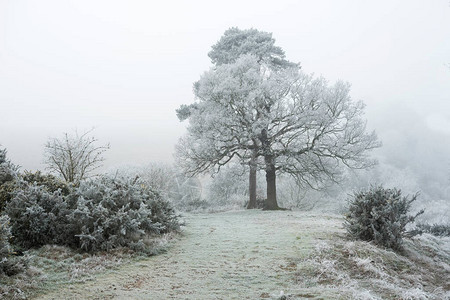 被白霜覆盖的树图片