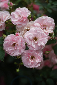 花园里一束淡粉色玫瑰的特写玫瑰是蔷薇科蔷薇属多年生图片