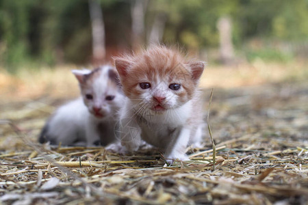 新生猫儿在自然界玩耍一只幼猫在大自然中第一次没有母亲设计时的鱼群背景很美图片