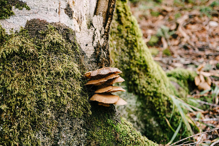 灵芝袍子粉树上布满苔苗的棕蘑菇背景