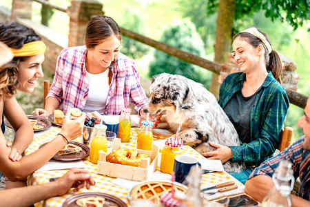年轻人在乡村农舍与可爱的小狗一起享用健康的picnic早餐另类生活方式概念与快乐的朋友在花园派对户外一起玩背景图片