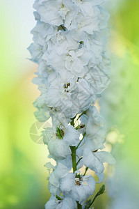 新鲜的一束天然美丽的花朵在球场上飞燕草白色的花朵盛开的花朵花园里的飞图片