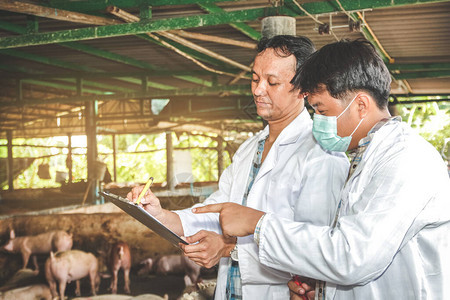 研究小组记录了控制预防和治疗动物疾病的数据进入猪场没有口蹄疫畜牧图片