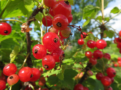 红醋栗浆果质的宏观照片红醋栗浆果树枝上的图图片