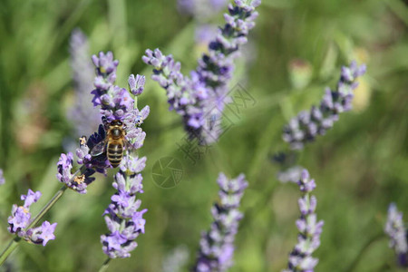 美丽的田野薰衣草拍照气味蜜蜂花色图片