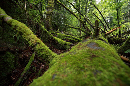 热带森林树木和石头上的绿苔树图片