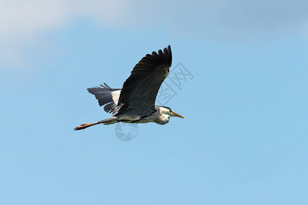 大蓝海隆飞翔一只美丽的大鸟在空中飞图片
