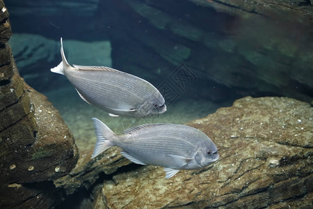 海水鱼水族馆照片图片