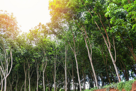 泰国花园中天然乳胶树的橡胶树农业亚洲橡胶种植园图片